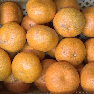 2026 新鮮でぷりぷり！和歌山県産 木成り紅八朔 大玉 農薬不使用 紅はっさく