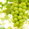 【信州産】 シャインマスカット 約1kg