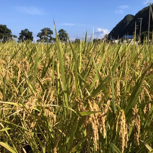 【20年の新米】伊豆の旅館の秋の名物！自家製新米コシヒカリ