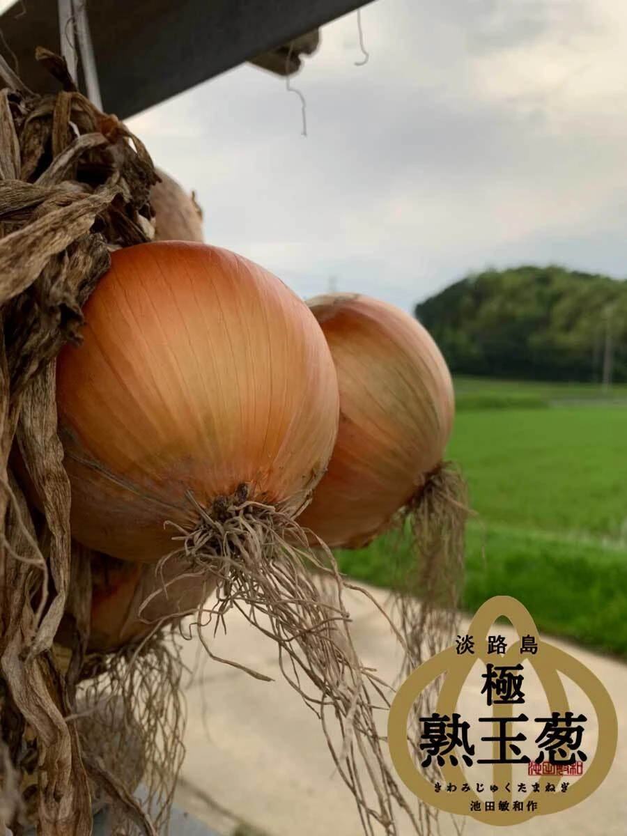 淡路島極熟玉葱訳あり玉ねぎ❗️玉ねぎ大国淡路島からの玉ねぎ‼️｜野菜の商品詳細｜ポケットマルシェ｜産直(産地直送)通販 -  旬の果物・野菜・魚介をお取り寄せ