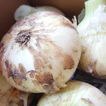 春の訪れ!淡路島の新玉ねぎ『キラ玉クリスタル』[期間、数量限定] 2kg