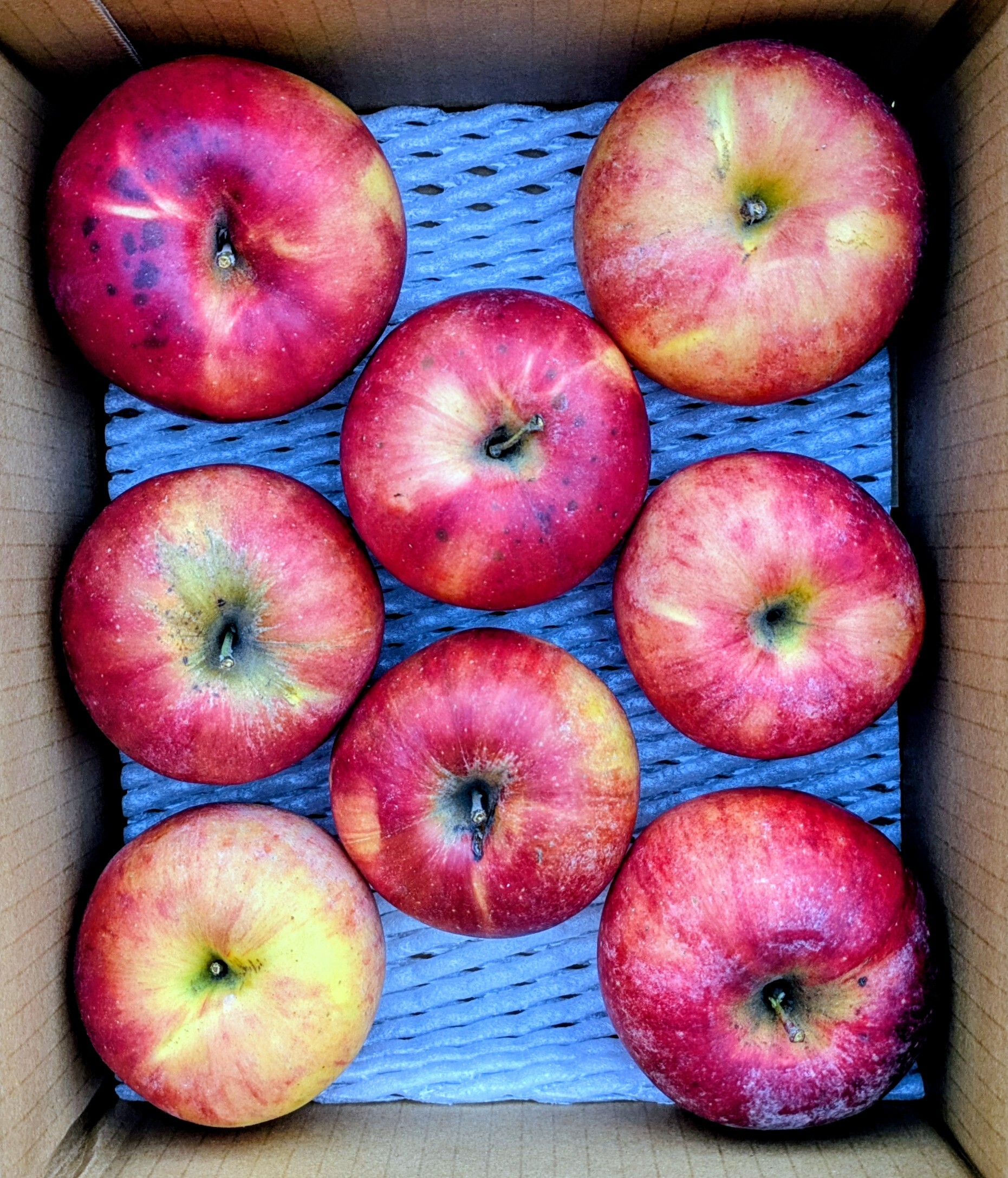 りんご 加工用の産直通販・お取り寄せ商品｜ポケットマルシェ｜産地