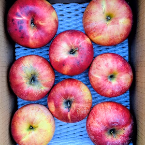 加工用葉とらず紅玉  約２Ｋ