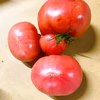 【加工用】ソース作りを楽しもう♪完熟トマト