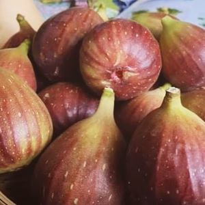 希少  有機JASいちじく　福岡県より9月頃より発送　1箱9個〜12個1kg程度