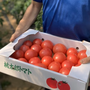 ◆期間限定◆ふぞろい桃太郎トマト 竜門山の麓より【優品4kg箱入】