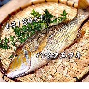 【本日15時まで！】送料無料！透明感のある白身魚「ハマフエフキ」（2.7kg)