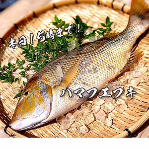 【送料無料】本日発送！宮崎県産「ハマフエフキ」（3.2kg)