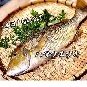 【本日15時まで！】送料無料！透明感のある白身魚「ハマフエフキ」（1.7kg)