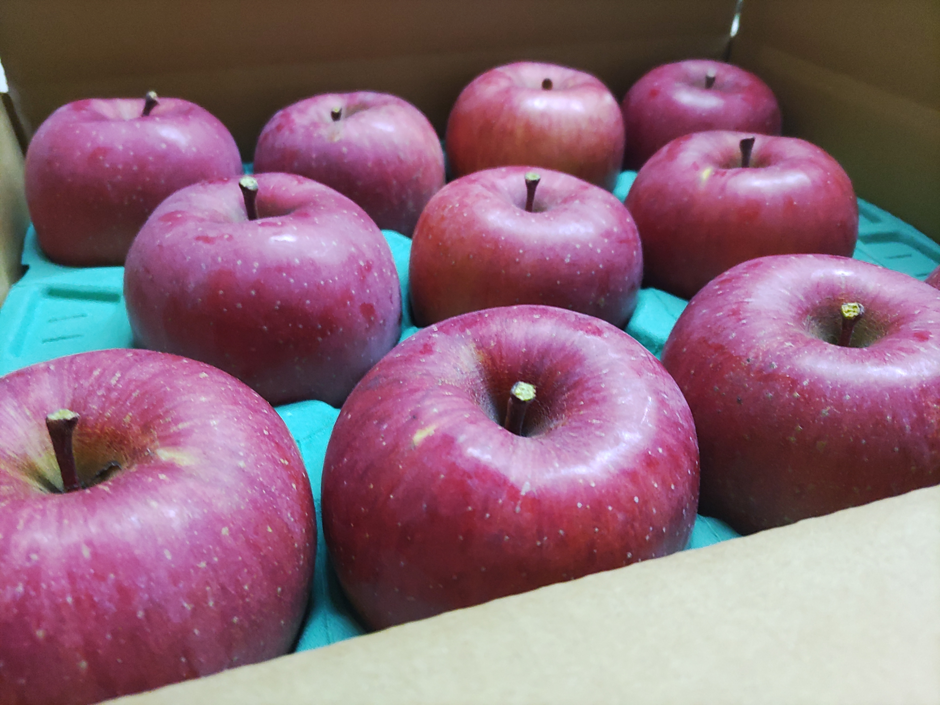 りんご　５ｋｇ※多少のキズ、色うす、小玉の場合があります。　林檎（ご自宅用）（予約）（１０）長野県産中島農園サンふじ・シナノゴールド　価格比較