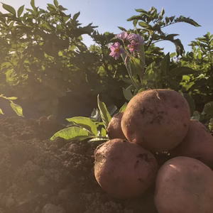 クリーミーな甘さと滑らかな舌触り！留守農場のアンデスレッド