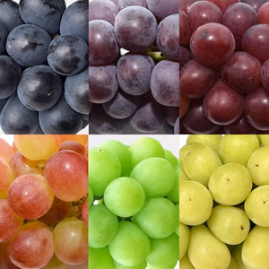 【送料無料】訳あり・規格外品 品種お任せぶどう詰合せセット