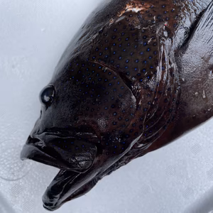 【魚突き】動画あり　アオノメハタ1.3kg 鱗、内臓処理済