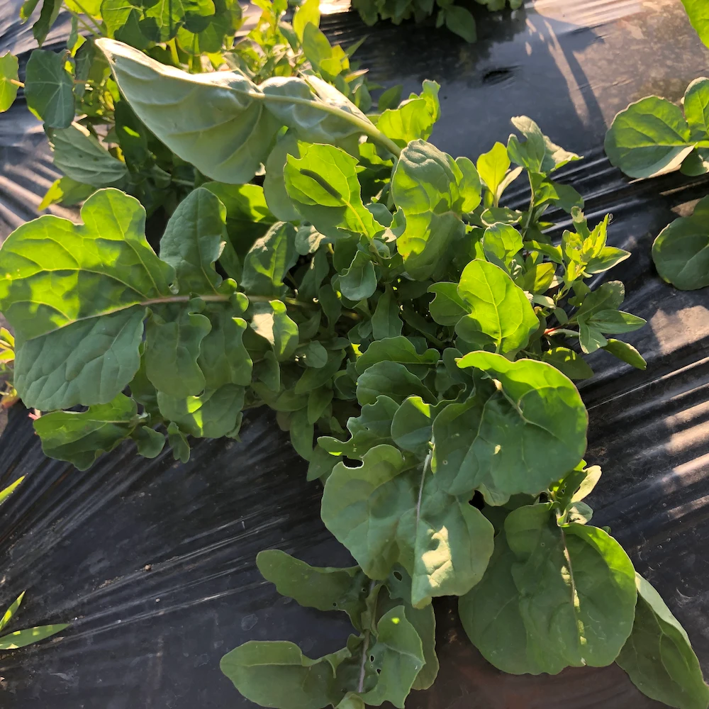 無農薬野菜+無農薬米 お得セット【週1回】