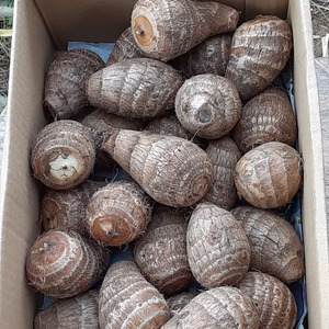 年末特別セール❕里芋(土垂)Ａ品　箱込み２ｋｇ　