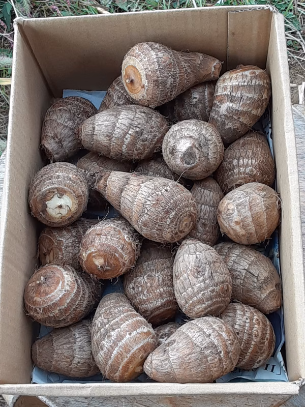 年末特別セール❕里芋(土垂)Ａ品　箱込み２ｋｇ　