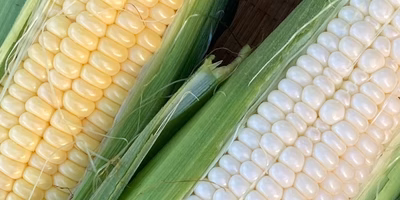 【500円オフキャンペーン✨】群馬県の味をお得にぐるっと満喫しよう😊