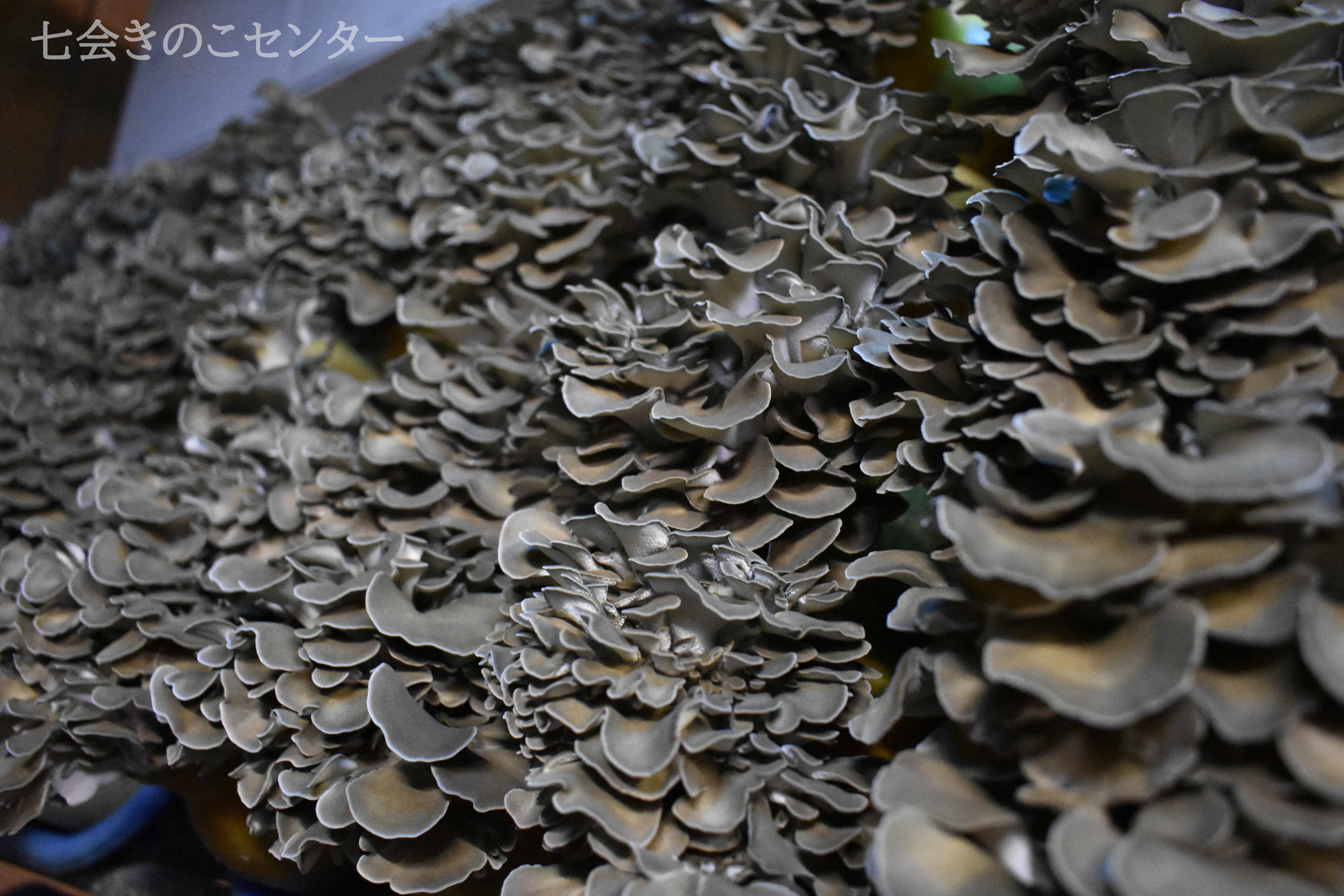 月2回発送】お任せきのこの定期便｜野菜セットの商品詳細