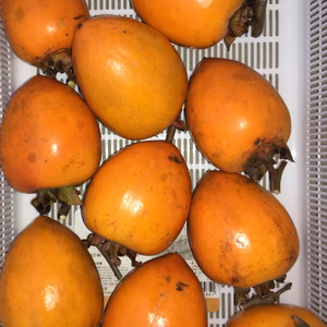 干し柿用の渋柿