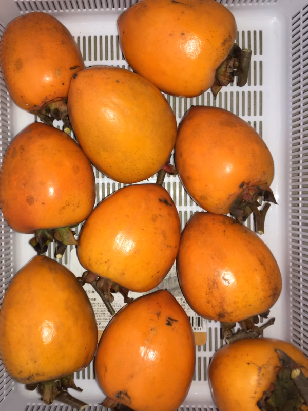 干し柿用の渋柿