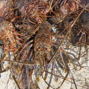 お歳暮　訳あり活大伊勢海老 約700〜730×1匹〜　