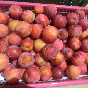 【B品 無農薬夏すもも　訳あり】自然栽培 夏すもも　サマービュート