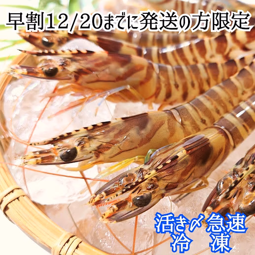 【数量限定】12/20までに発送の方限定！活き〆急速冷凍　車えび