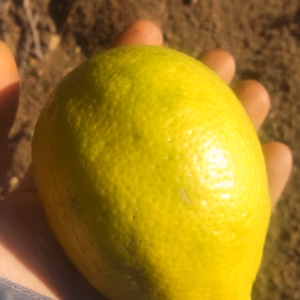 皮まで安心 広島県産 綺麗な種無しレモン璃の香   2kg 約14個入