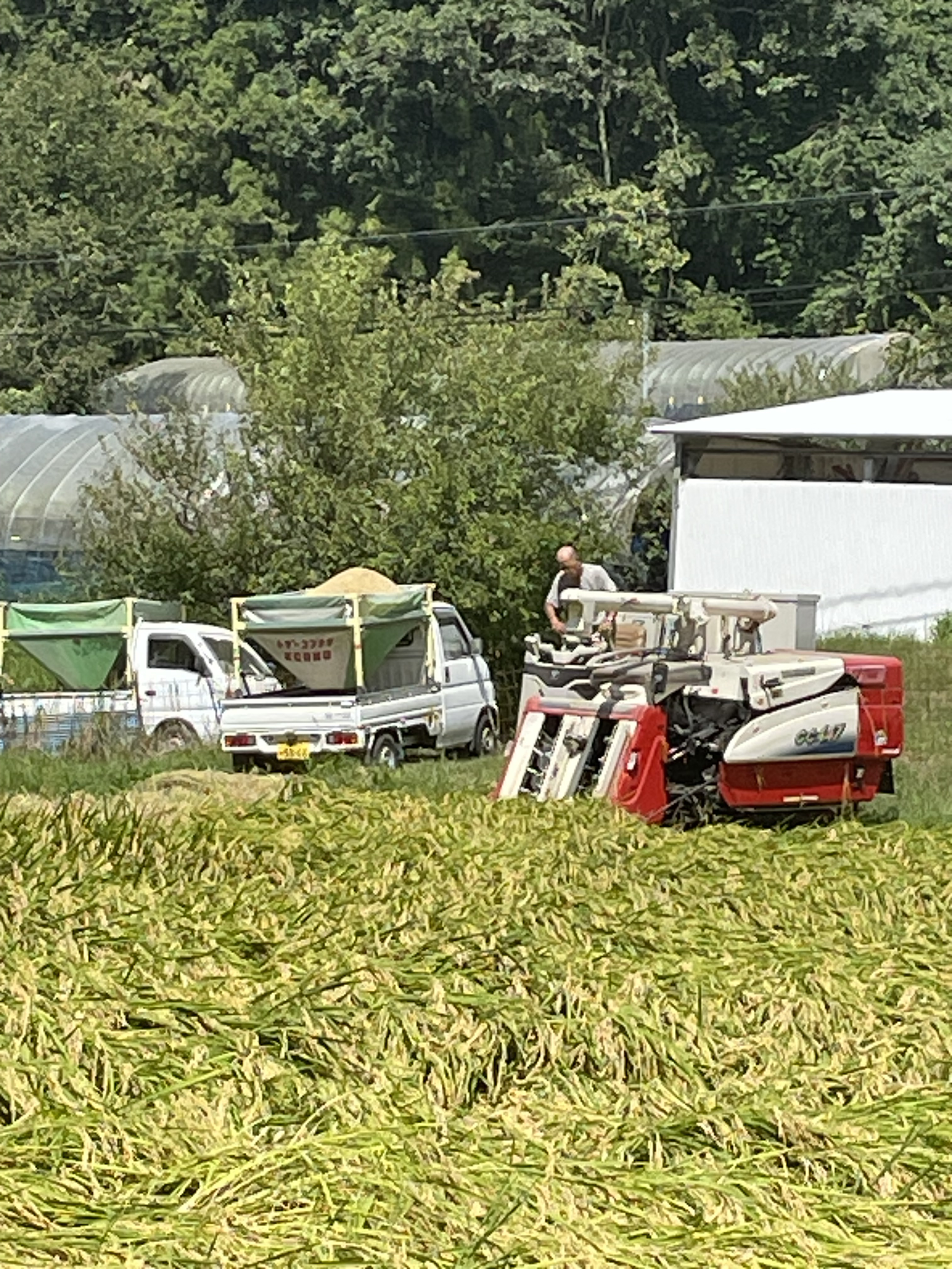 11さん専用 広島県庄原市東城町産コシヒカリ10kg精米済み Miiさん
