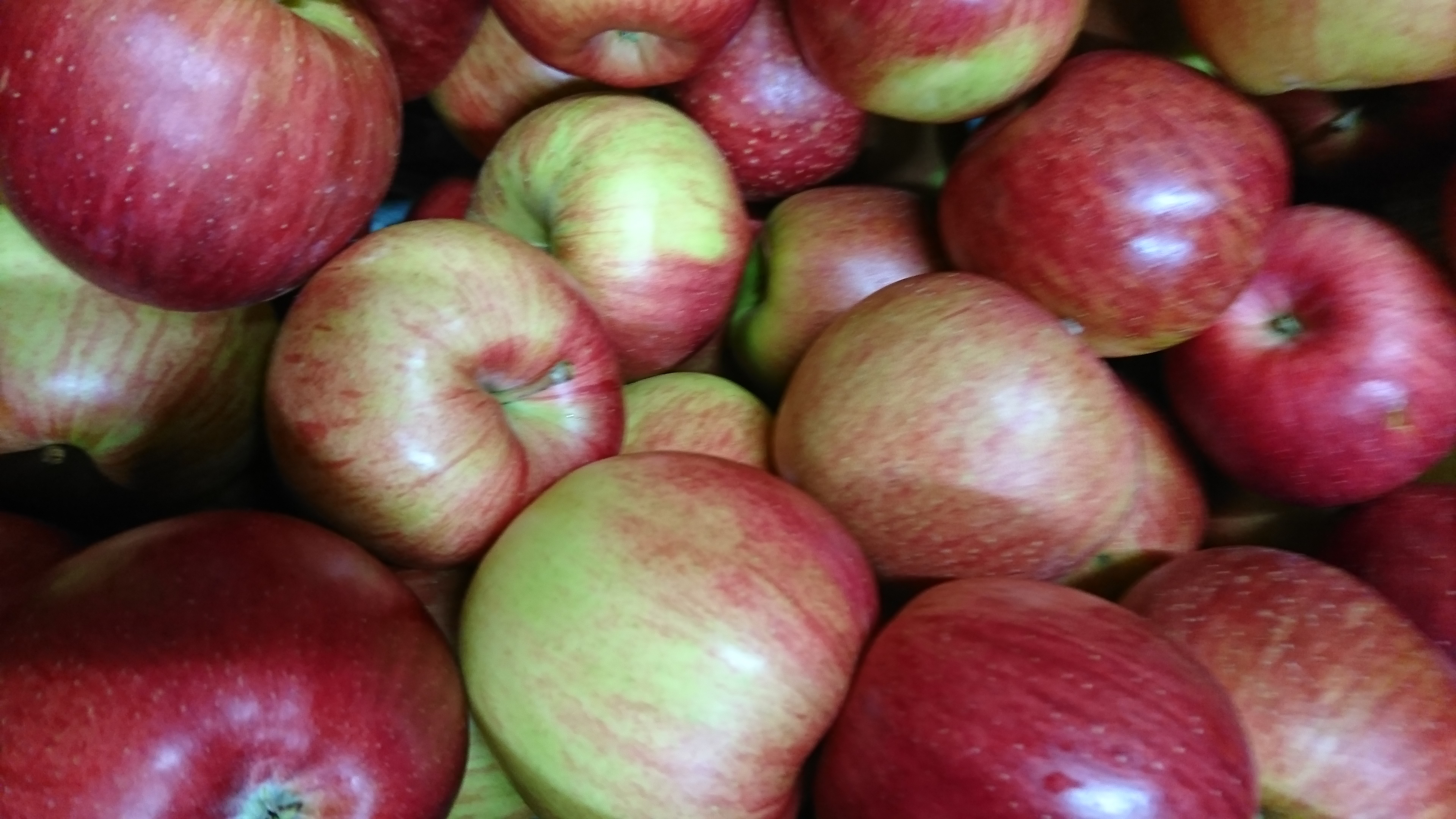 シナノスイート/ジャム、ジュース用にはもったいないりんご 10キロ・5