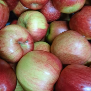 シナノスイート/ジャム、ジュース用にはもったいないりんご　10キロ・5キロ