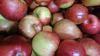 シナノスイート/ジャム、ジュース用にはもったいないりんご　10キロ・5キロ