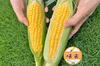 【予約限定割引】トウモロコシ「味来（みらい）」13本【7月前半発送予定】