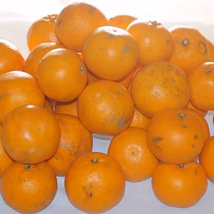 【訳あり】格外はるみミカン（糖度11度以上S/M/L混合サイズ４kg