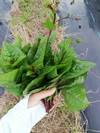 期間限定SALE【自然栽培】茎こそ美味しい！ツルムラサキ