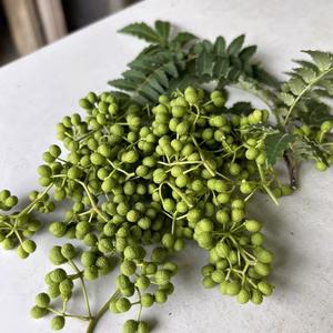 愛知県豊田市旭産 山椒の実