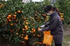 最終値下げ価格☆果汁100％ 柑橘ジュース180ml×５本または12本