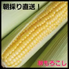 朝採りトウモロコシ10本