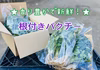 【クール便】お試し60サイズ★香り豊かな根付きパクチー保存説明付き