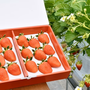 【お歳暮】デラックス生いちご２パック入り（9玉400ｇ以上の特別版）5セット限定