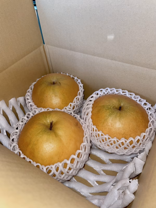 糖度14度超え！！待てば待つほど美味い新雪梨（3kg）