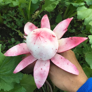 手で皮がむける 幻のサラダカブ 『もものすけ』