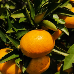 《自然栽培》甘味と酸味のバランスが絶妙！！温州みかん　sサイズ