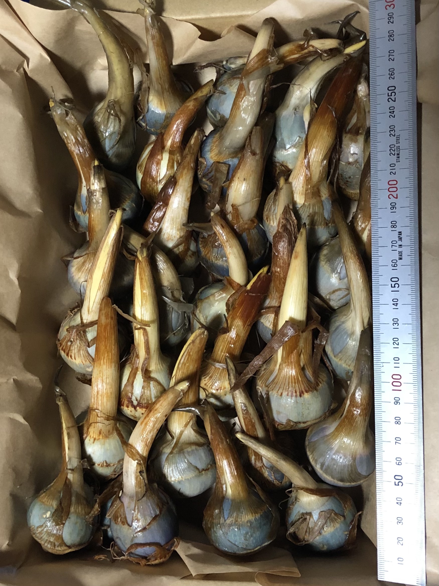 mabycook　加賀野菜　くわいＬサイズ2kg Ｌサイズ mabycook様専用 加賀野菜 くわいLサイズ2kg Lサイズ