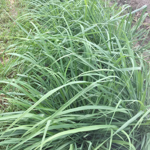 レモングラス　フレッシュ 約25cmカット　栽培期間中農薬不使用