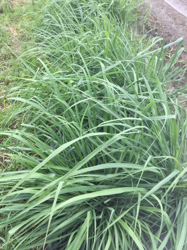 レモングラス　フレッシュ 約25cmカット　栽培期間中農薬不使用