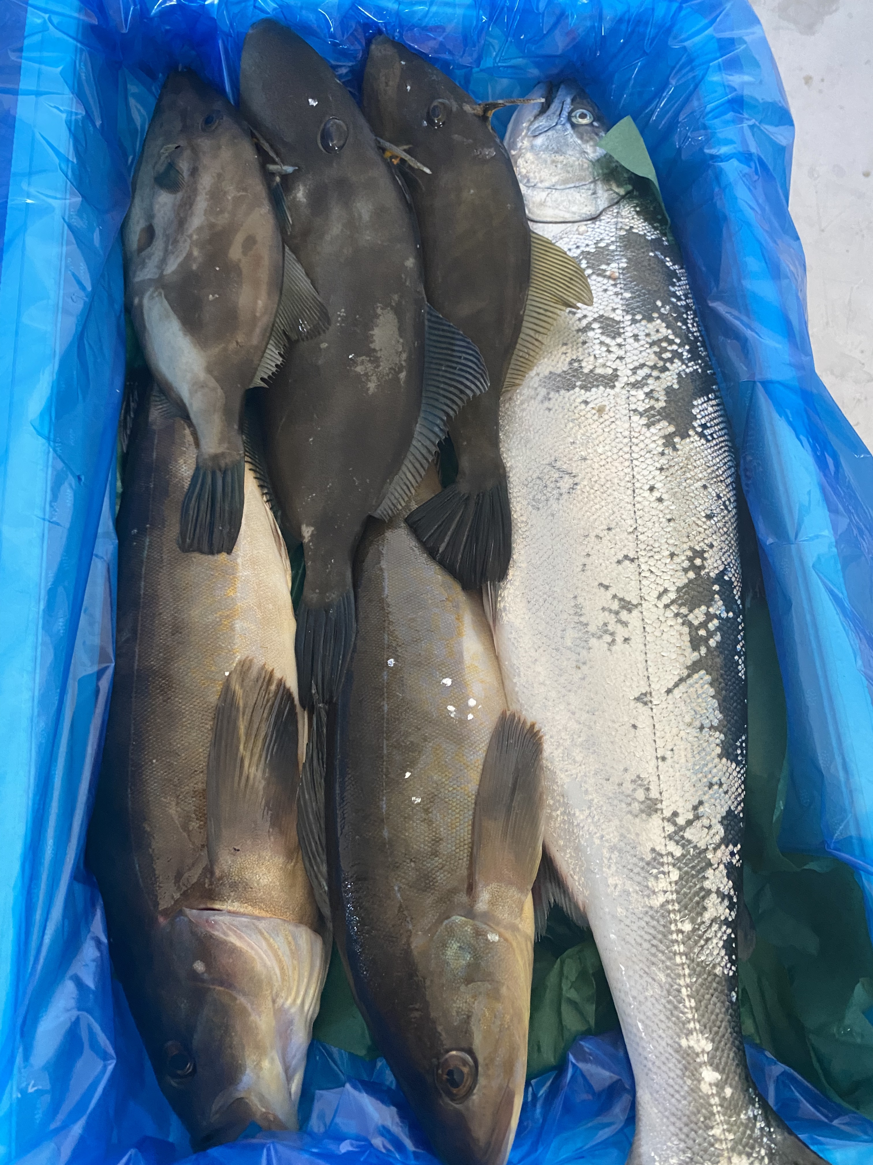 10日水揚げ2 本日のお楽しみ鮮魚ガチャセット 農家漁師から産地直送の通販 ポケットマルシェ