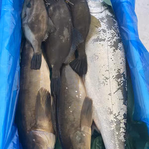 10日水揚げ2‼️本日のお楽しみ鮮魚ガチャセット　