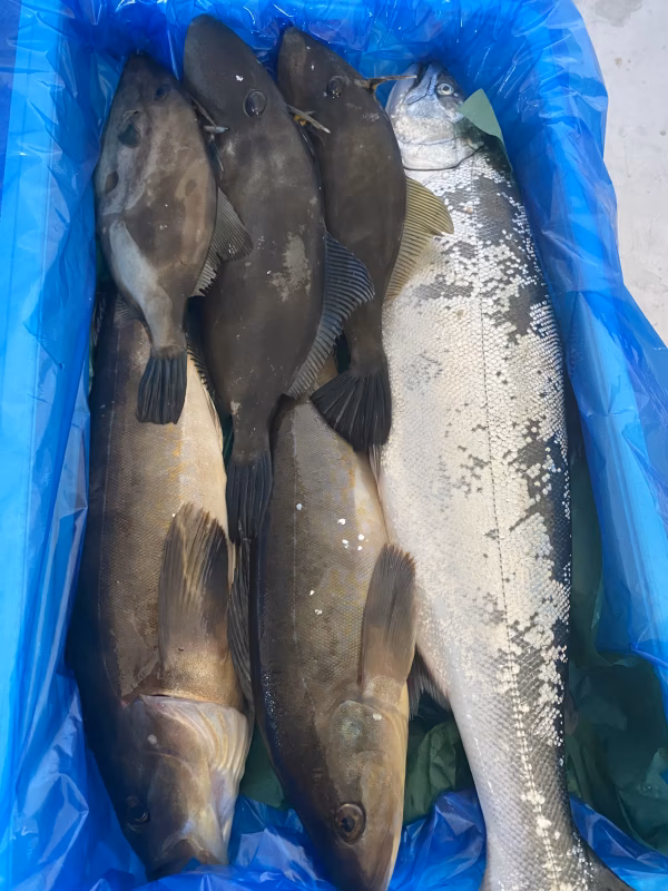 10日水揚げ2‼️本日のお楽しみ鮮魚ガチャセット　