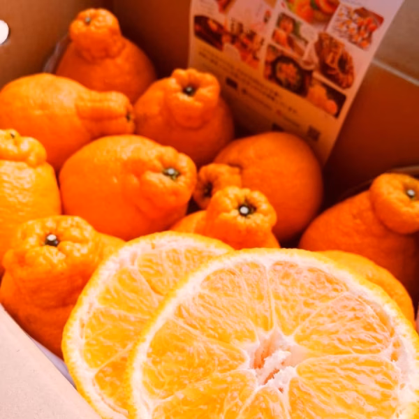 どすこい!!横綱みかん計2.5kg※大小バラ少々キズあり